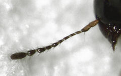 Baeocera actuosa