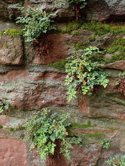 Asplenium ruta-muraria