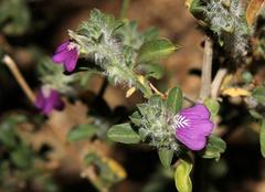 Justicia divaricata