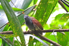 Cyanoderma erythropterum