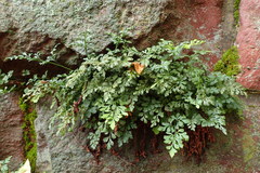 Asplenium ruta-muraria