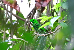 Calyptomena viridis