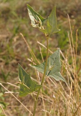 Atriplex micrantha