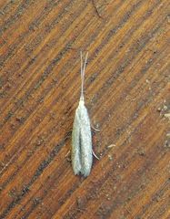 Coleophora anatipennella