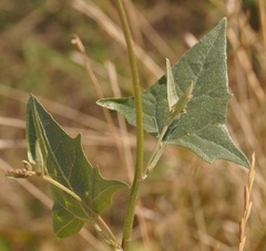 Atriplex micrantha
