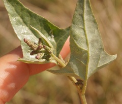 Atriplex micrantha