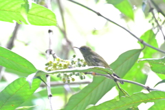 Kurochkinegramma hypogrammicum