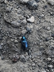 Chrysochus cobaltinus