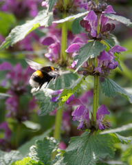 Bombus
