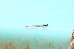 Agriocnemis forcipata