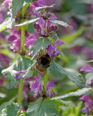 Bombus