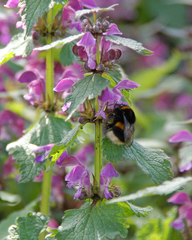 Bombus