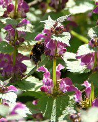 Bombus