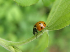 Coccinella septempunctata
