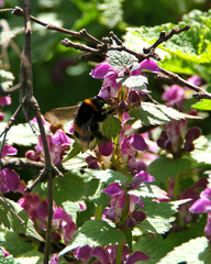 Bombus