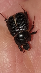 Adoryphorus coulonii