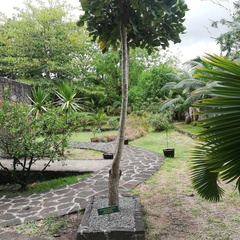 Polyscias maraisiana