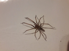 Eratigena