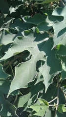 Broussonetia papyrifera