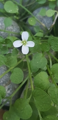 Cardamine corymbosa