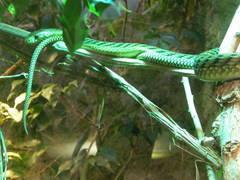 Dendroaspis viridis