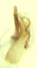 Baeocera actuosa
