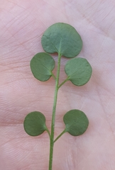 Cardamine corymbosa