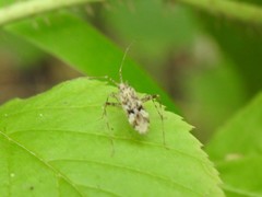 Phytocoris longipennis