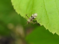 Phytocoris longipennis