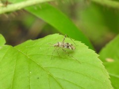 Phytocoris longipennis