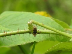 Phytocoris longipennis