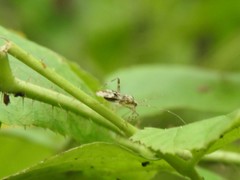 Phytocoris longipennis