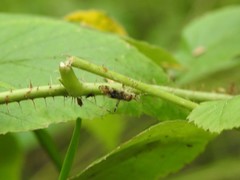 Phytocoris longipennis