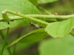 Phytocoris longipennis
