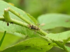 Phytocoris longipennis