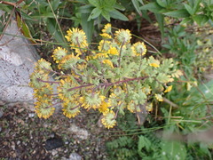 Tridactylina kirilowii