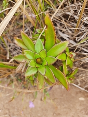 Orostachys maximowiczii