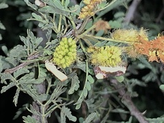 Tarache expolita