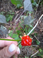 Rubus crataegifolius