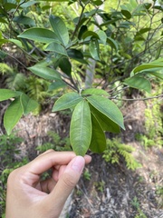 Aquilaria sinensis