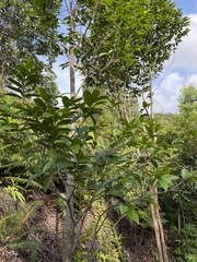 Aquilaria sinensis