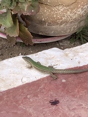 Podarcis pityusensis formenterae