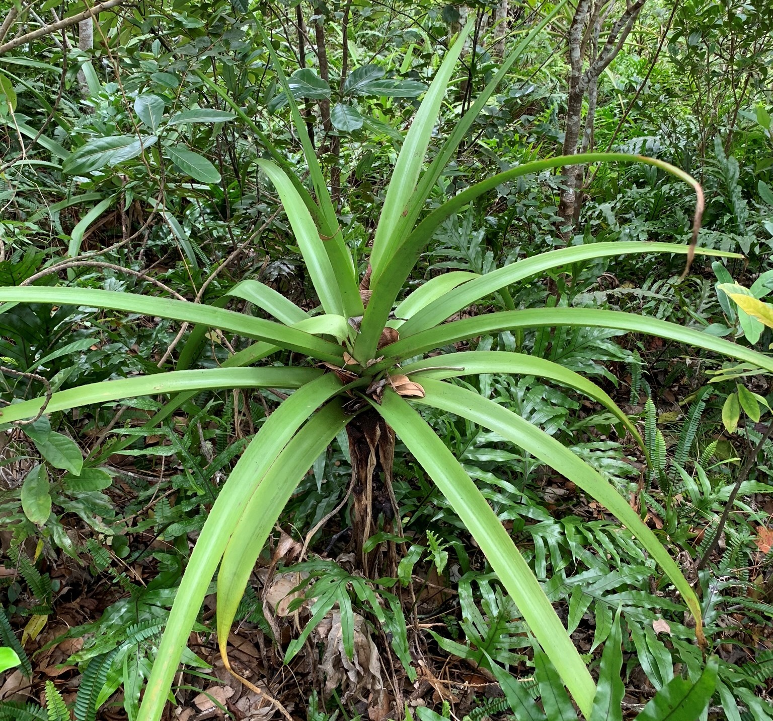 Aloe purpurea