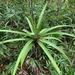 Aloe purpurea - Photo (c) Steven Molteno, some rights reserved (CC BY-NC), uploaded by Steven Molteno