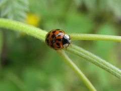 Harmonia axyridis