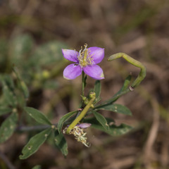 Cleome felina