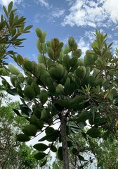 Polyscias maraisiana