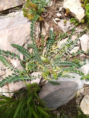 Astragalus depressus