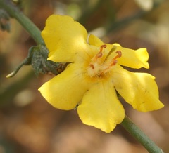 Verbascum pinnatifidum