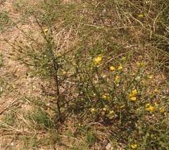 Verbascum pinnatifidum